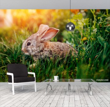 Image de Little rabbit on the grass farm of pets Sunset